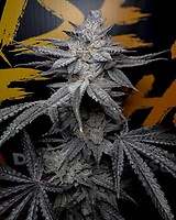 Rubicite Feminised Seeds