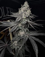 Lucid Vision Feminised Seeds