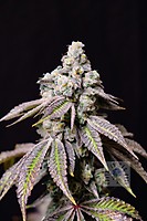 Blueberry Fudge Feminised Seeds