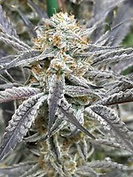 Strawberry Cadillac Feminised Seeds