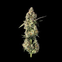 Lemon Smuggler Feminised Seeds
