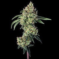 Lemon Prime Feminised Seeds