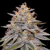 Orange Frappe Feminised Seeds