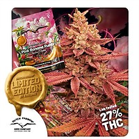 Pink Banana Runtz Ltd Edition Feminised Seeds