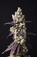 Cajun Quake Feminised Seeds