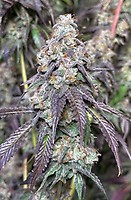 Cajun Moon BX Feminised Seeds