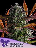 Strawberry Pop Rocks Feminised Seeds