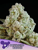 Privileged Baddie Feminised Seeds