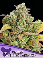 Honey Fried Bananas Feminised Seeds