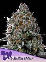 Fryday Boof Feminised Seeds