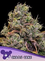 Chaos Cake Feminised Seeds