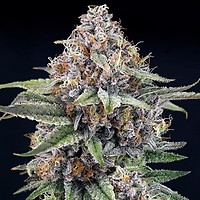 EyeBallz Feminised Seeds