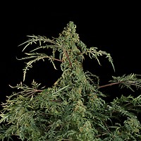 Freaky Fast F1 BX Regular Seeds