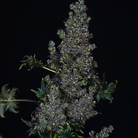 Fast Crazy Bastard Regular Seeds