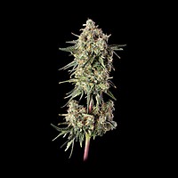 Haze Burger Feminised Seeds