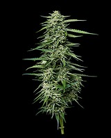 Blueberry Honey Feminised Seeds