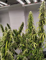 Colossus Feminised Seeds