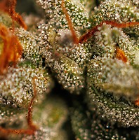 Velvet Mist Feminised Seeds