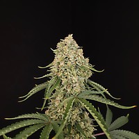 Tropical Fruit Cake Feminised Seeds