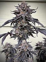 Zodaza Feminised Seeds