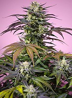 Gelonade Feminised Seeds