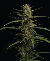 Caribbean Queen Feminised Seeds