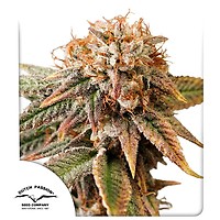 Kingston Punch Auto Feminised Seeds