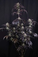 Strawberry Gorilla RF3 Auto Feminised Seeds