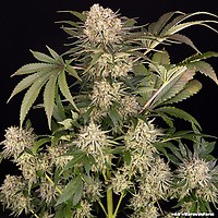 AK47 Feminised Seeds