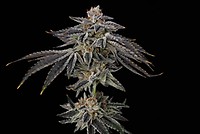 Purple Ink Feminised Seeds