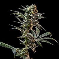 Gush Mintz Feminised Seeds