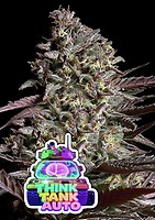 Think Tank Auto Feminised Seeds