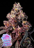 Soda Rose Auto Feminised Seeds