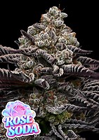 Rose Soda Feminised Seeds