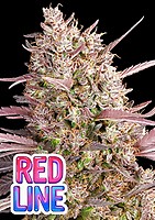 Red Line Feminised Seeds