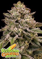 Pistachio Churro Auto Feminised Seeds