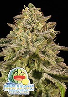 Iced Lemon Watermelon Feminised Seeds