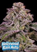 Hollywood Rain Auto Feminised Seeds