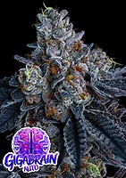 Giga Brain Auto Feminised Seeds