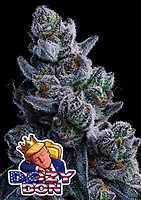 Dozy Don Feminised Seeds