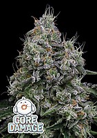 Core Damage Feminised Seeds