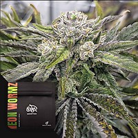 Neon Wormz Regular Seeds