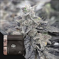 Melon Melange Regular Seeds