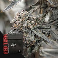 Red Taffi Feminised Seeds