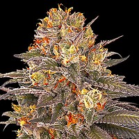 Six Senses Feminised Seeds