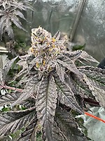 Gary Sherbet Feminised Seeds