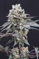 The Clash Feminised Seeds
