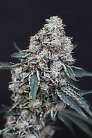 Quick Wash Feminised Seeds