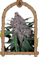 Penkiller Exclusive Feminised Seeds