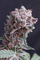 Tangie Smasher Auto Feminised Seeds
